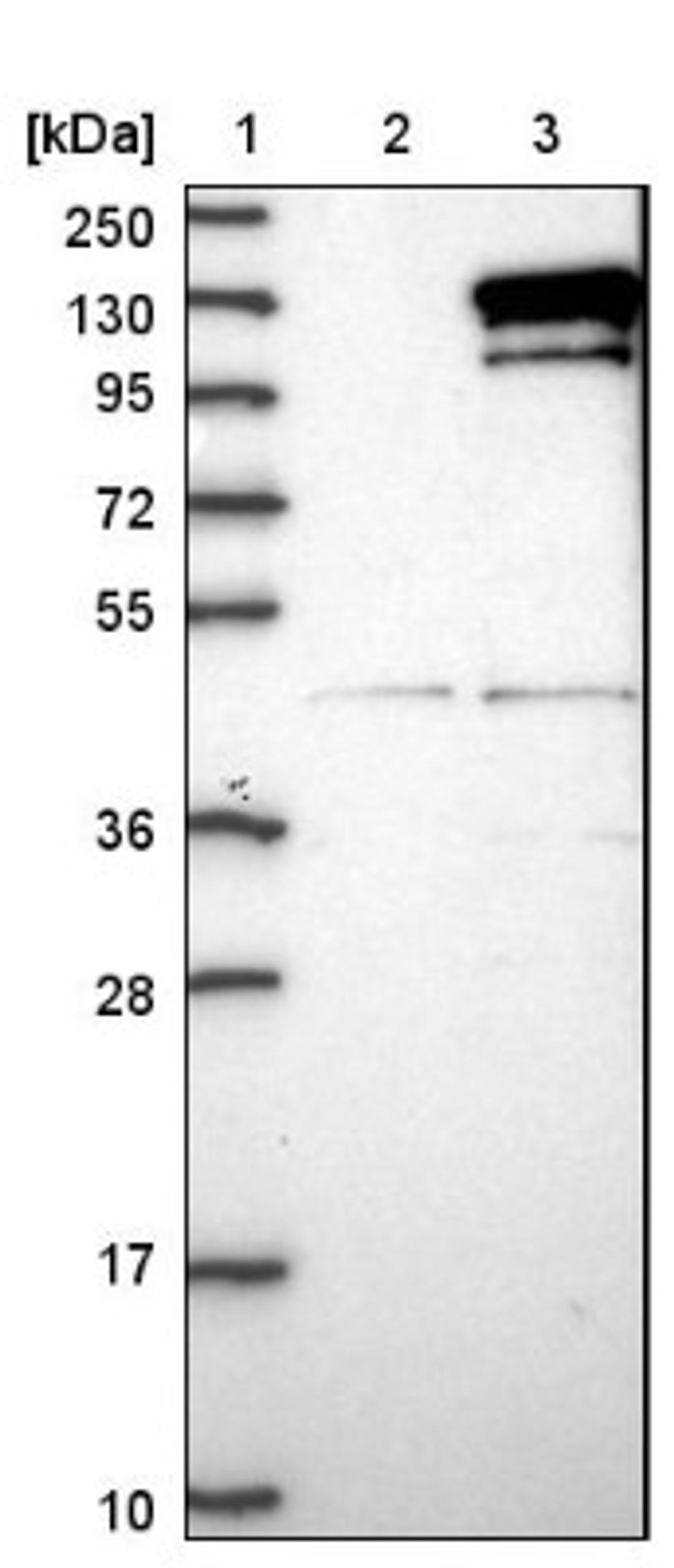 Western Blot: CCDC146 Antibody [NBP1-86432] - Lane 1: Marker [kDa] 250, 130, 95, 72, 55, 36, 28, 17, 10<br/>Lane 2: Negative control (vector only transfected HEK293T lysate)<br/>Lane 3: Over-expression lysate (Co-expressed with a C-terminal myc-DDK tag (~3.1 kDa) in mammalian HEK293T cells, LY412242)