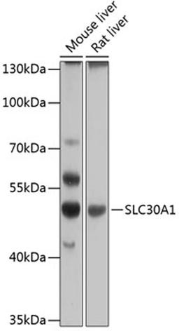 Western blot - SLC30A1 antibody (A12533)