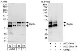 Detection of human Cactin by western blot and immunoprecipitation.