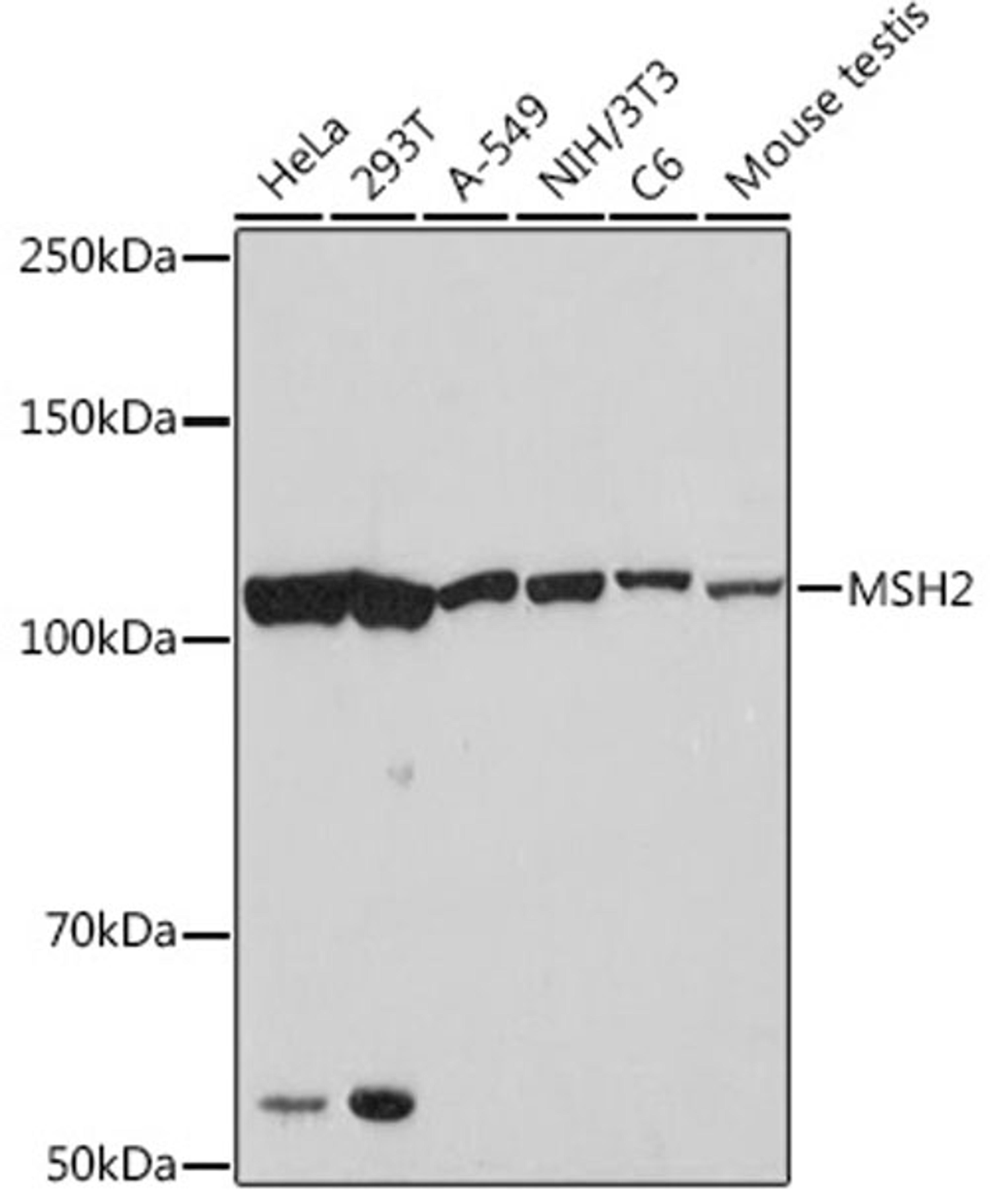 Western blot - MSH2 Rabbit mAb (A8740)