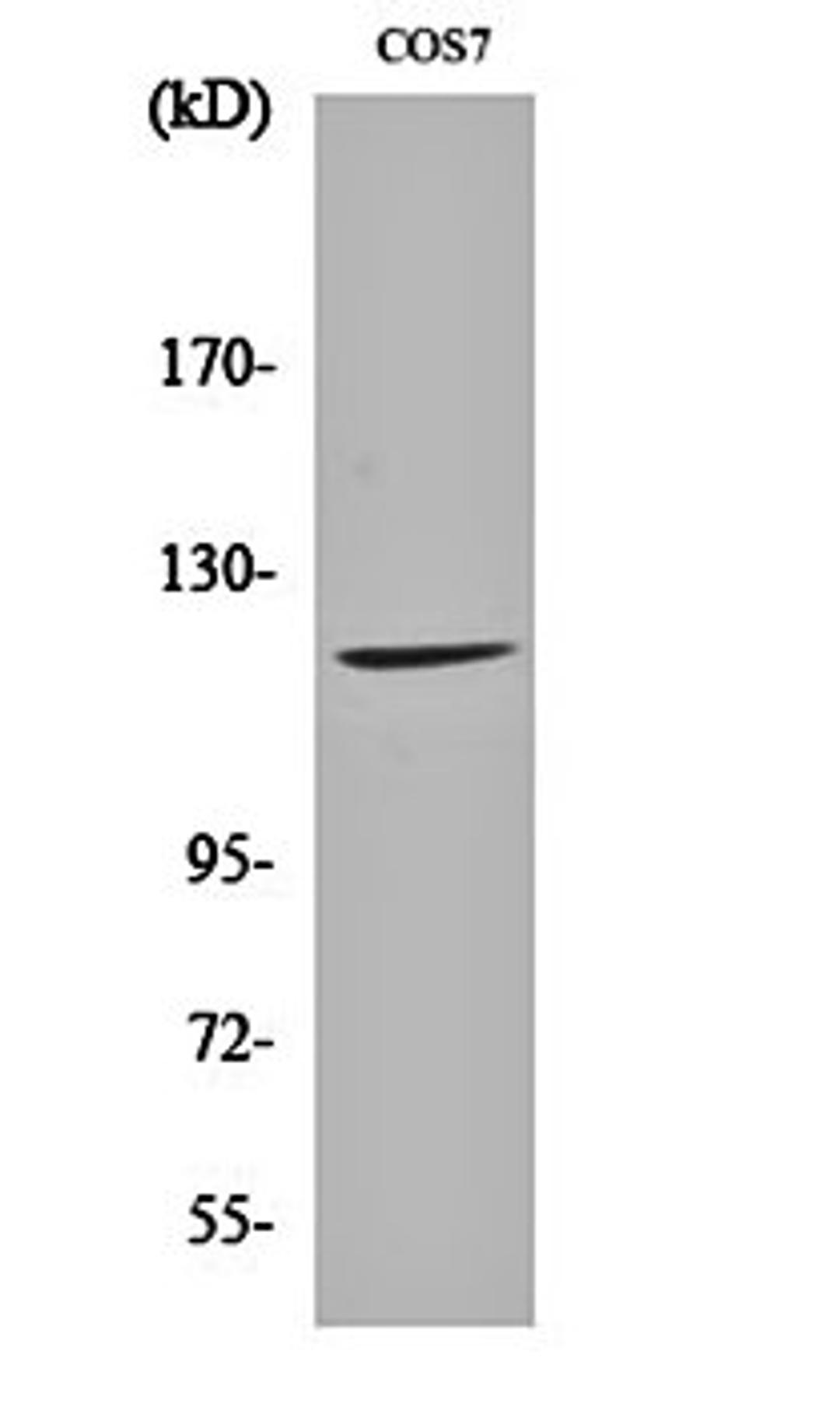 Western blot analysis of COS7 cell lysates using Fucokinase antibody