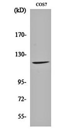 Western blot analysis of COS7 cell lysates using Fucokinase antibody