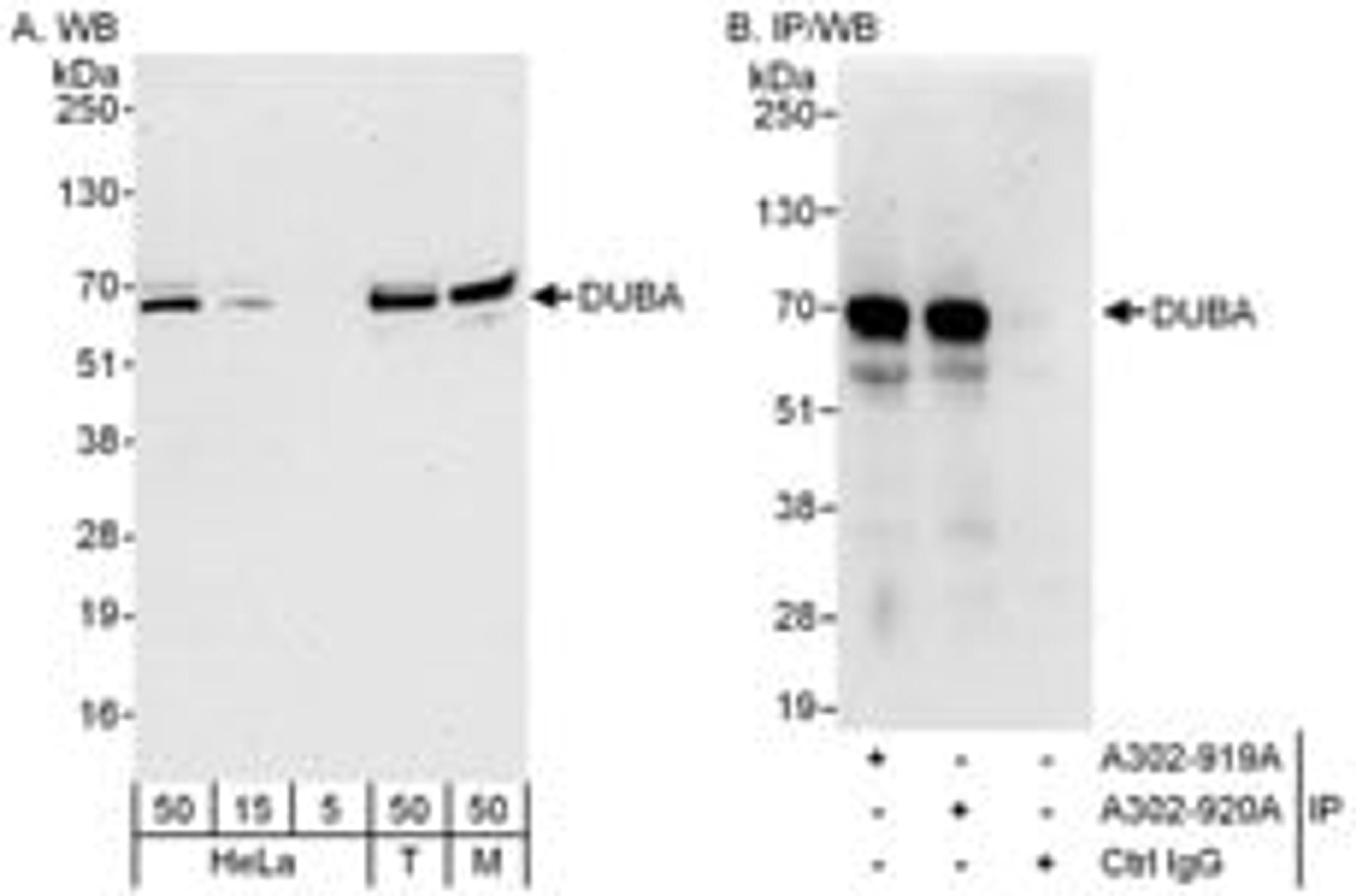 Detection of human and mouse DUBA by western blot (h&m) and immunoprecipitation (h).