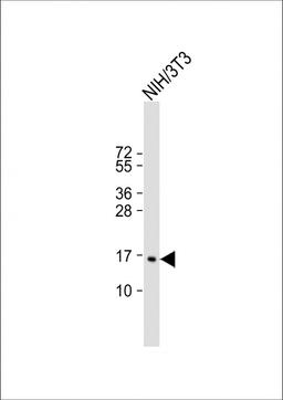 Western Blot at 1:2000 dilution + NIH/3T3 whole cell lysate Lysates/proteins at 20 ug per lane.