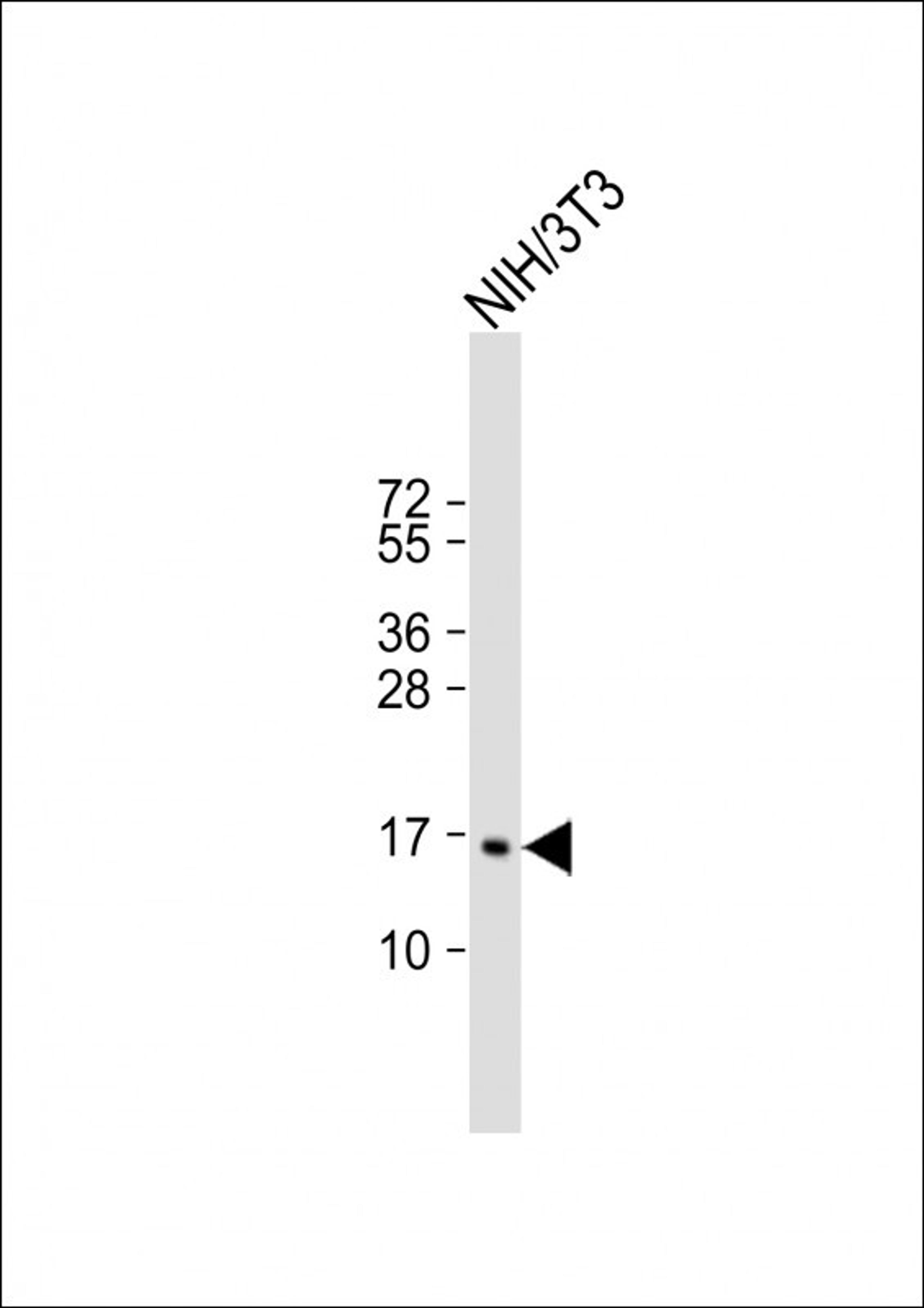 Western Blot at 1:2000 dilution + NIH/3T3 whole cell lysate Lysates/proteins at 20 ug per lane.