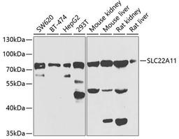 Western blot - SLC22A11 antibody (A7816)