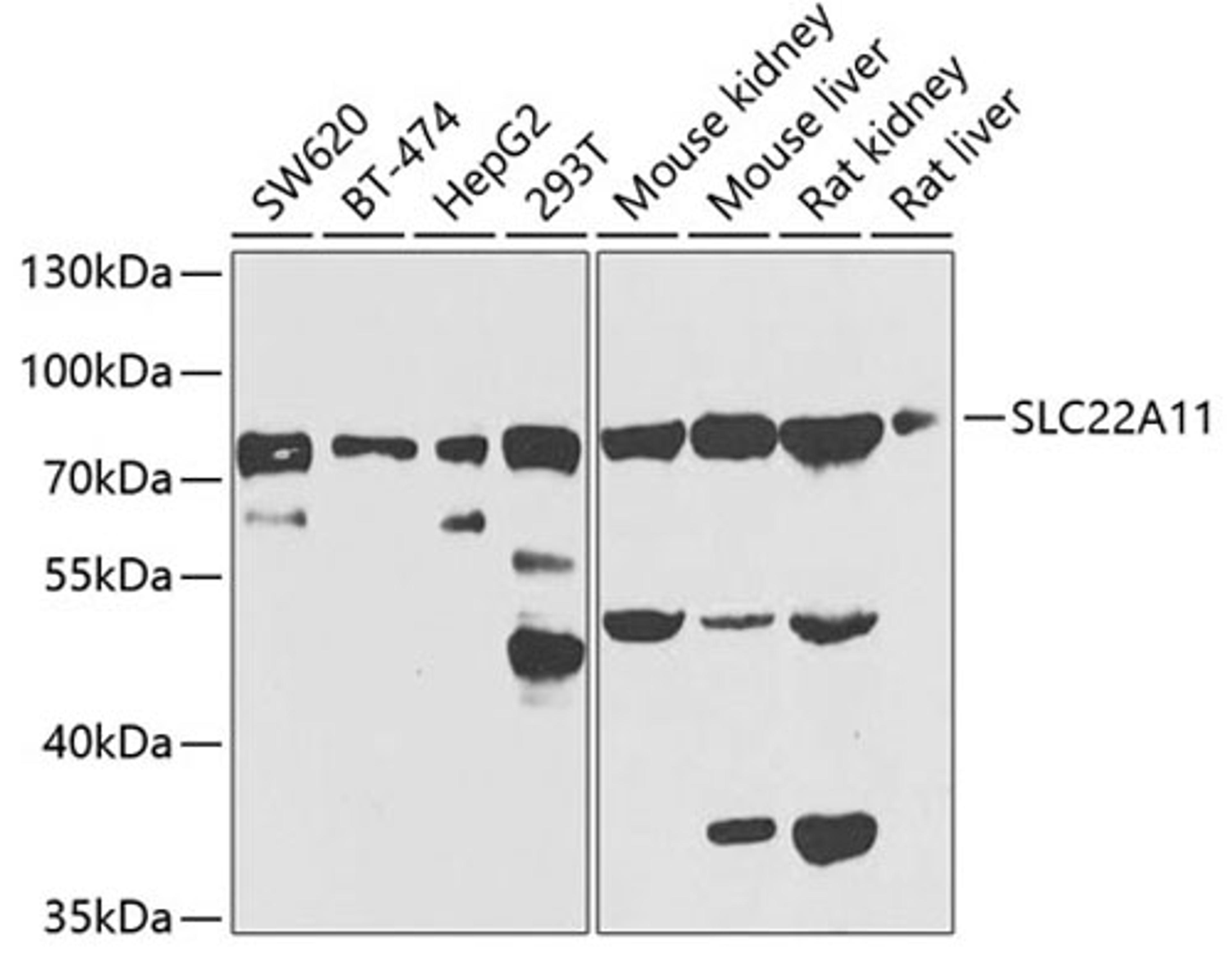 Western blot - SLC22A11 antibody (A7816)