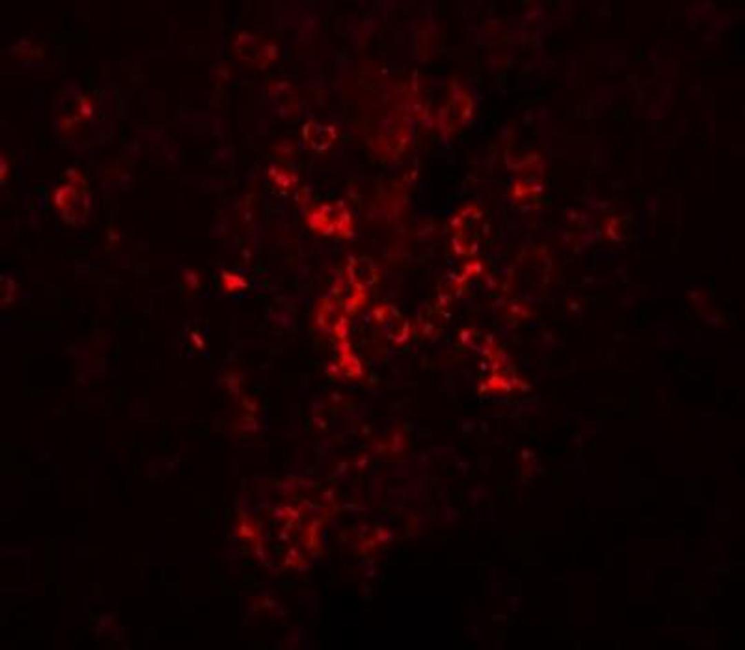 Immunocytochemistry/Immunofluorescence: LZTR2 Antibody [NBP1-77122] - Mouse kidney tissue