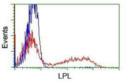 Flow Cytometry: Lipoprotein Lipase/LPL Antibody (3A10) [NBP2-01395] - HEK293T cells transfected with either overexpression plasmid (Red) or empty vector control plasmid (Blue) were immunostained by anti-Lipoprotein lipase antibody, and then analyzed by flow cytometry.