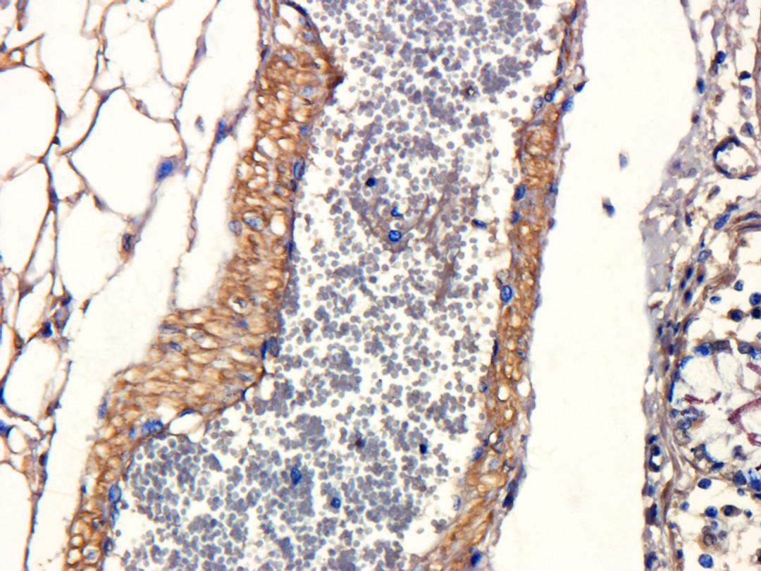 Immunohistochemical staining of paraffin embedded pig large intestines blood vessel tissue using anti-CD95 (primary antibody at 1:100)