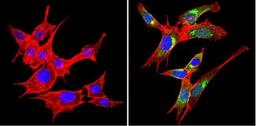 Immunocytochemistry/Immunofluorescence: VAMP3/Cellubrevin Antibody [NB300-510] - Analysis of VAMP3 (green) showing staining in the cytoplasm of NIH-3T3 cells (right) compared to a negative control without primary antibody (left).