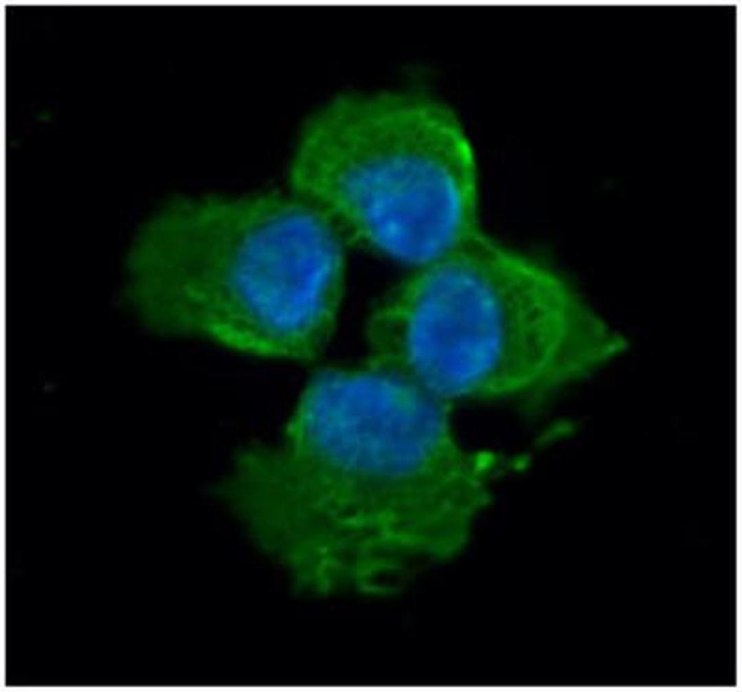 Immunocytochemistry/Immunofluorescence: Myosin Light Chain 2 Antibody (3B2) [NBP1-30249] - Analysis in A431 cells line, stained with DAPI (Blue) for nucleus staining and monoclonal anti-human MYL2 antibody (1:100) with goat anti-mouse IgG-Alexa fluor 488 conjugate (Green).