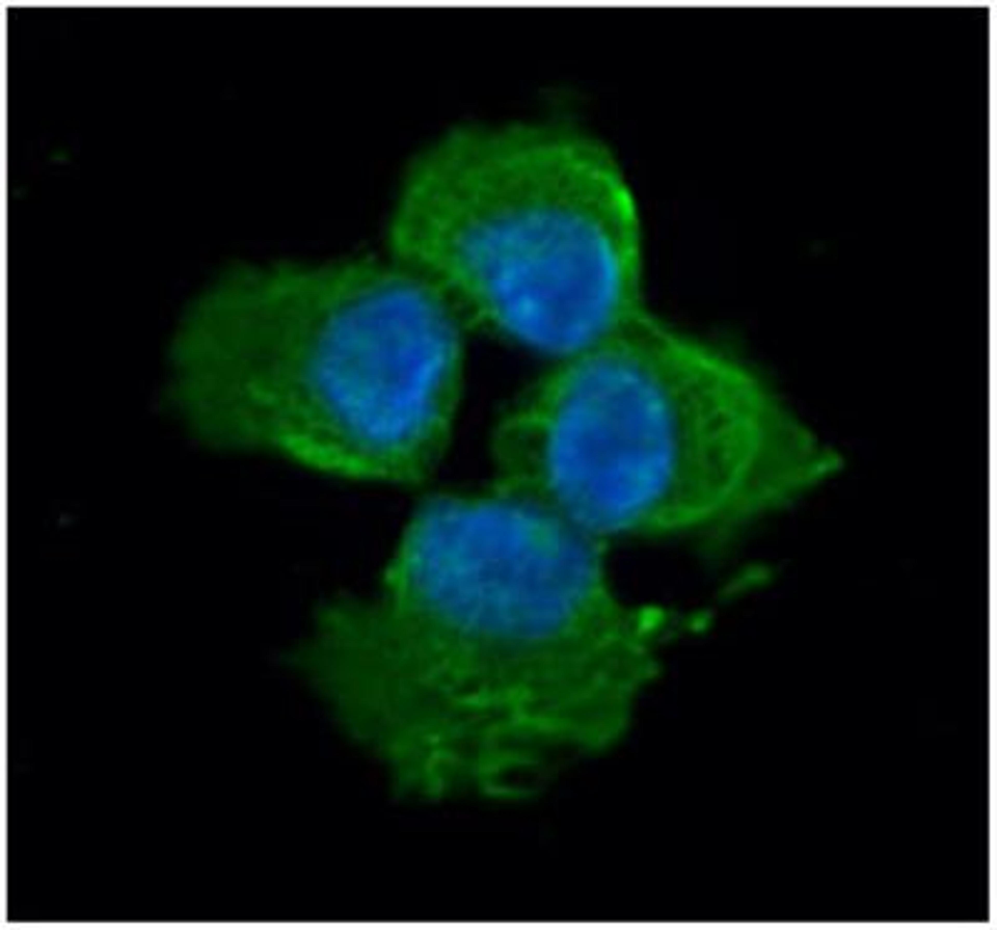 Immunocytochemistry/Immunofluorescence: Myosin Light Chain 2 Antibody (3B2) [NBP1-30249] - Analysis in A431 cells line, stained with DAPI (Blue) for nucleus staining and monoclonal anti-human MYL2 antibody (1:100) with goat anti-mouse IgG-Alexa fluor 488 conjugate (Green).