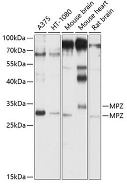 Western blot - MPZ antibody (A1687)