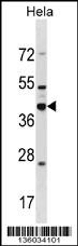 Western blot analysis in Hela cell line lysates (35ug/lane).