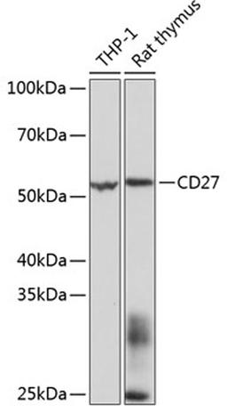 Western blot - CD27 Rabbit mAb (A11505)