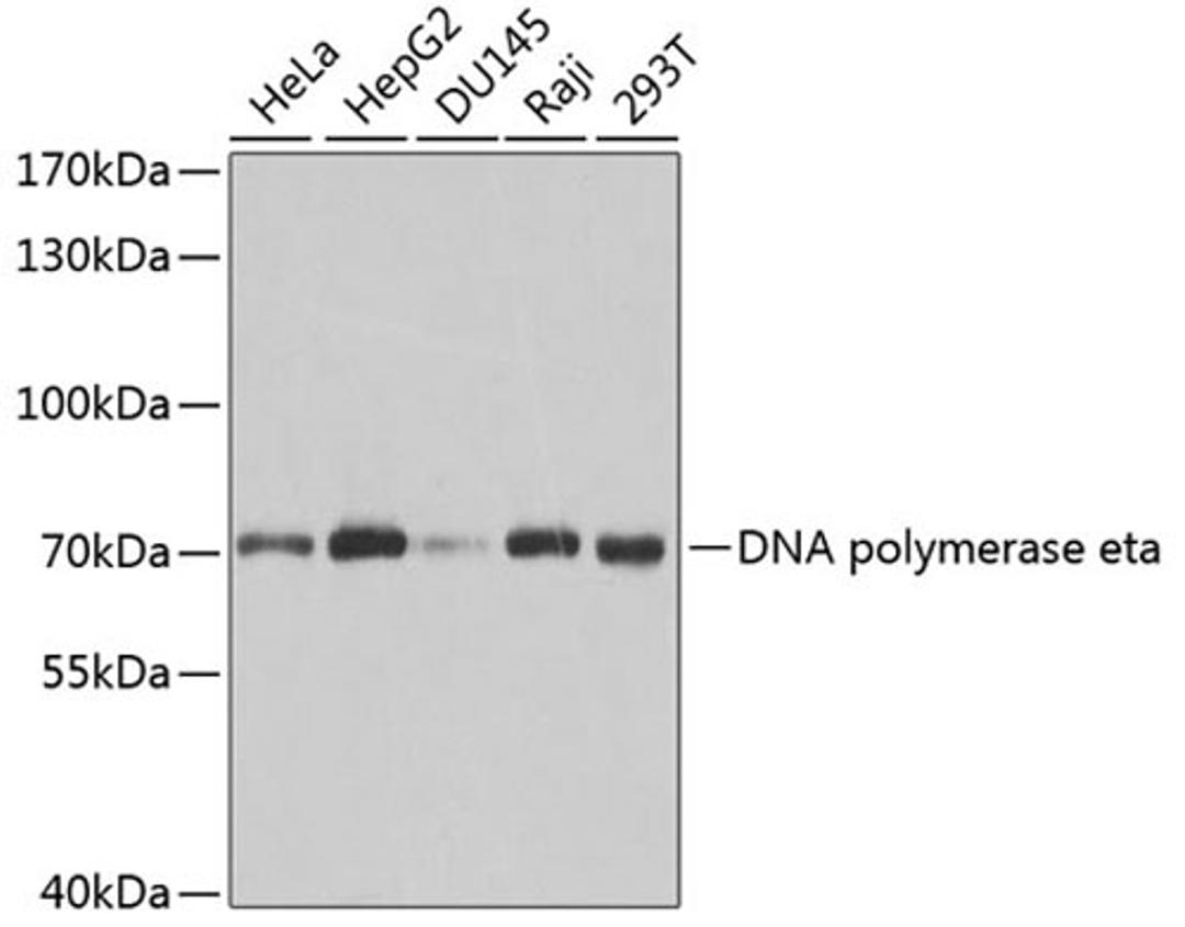 Western blot - DNA polymerase eta antibody (A1833)