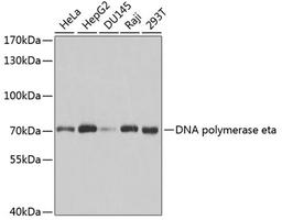 Western blot - DNA polymerase eta antibody (A1833)