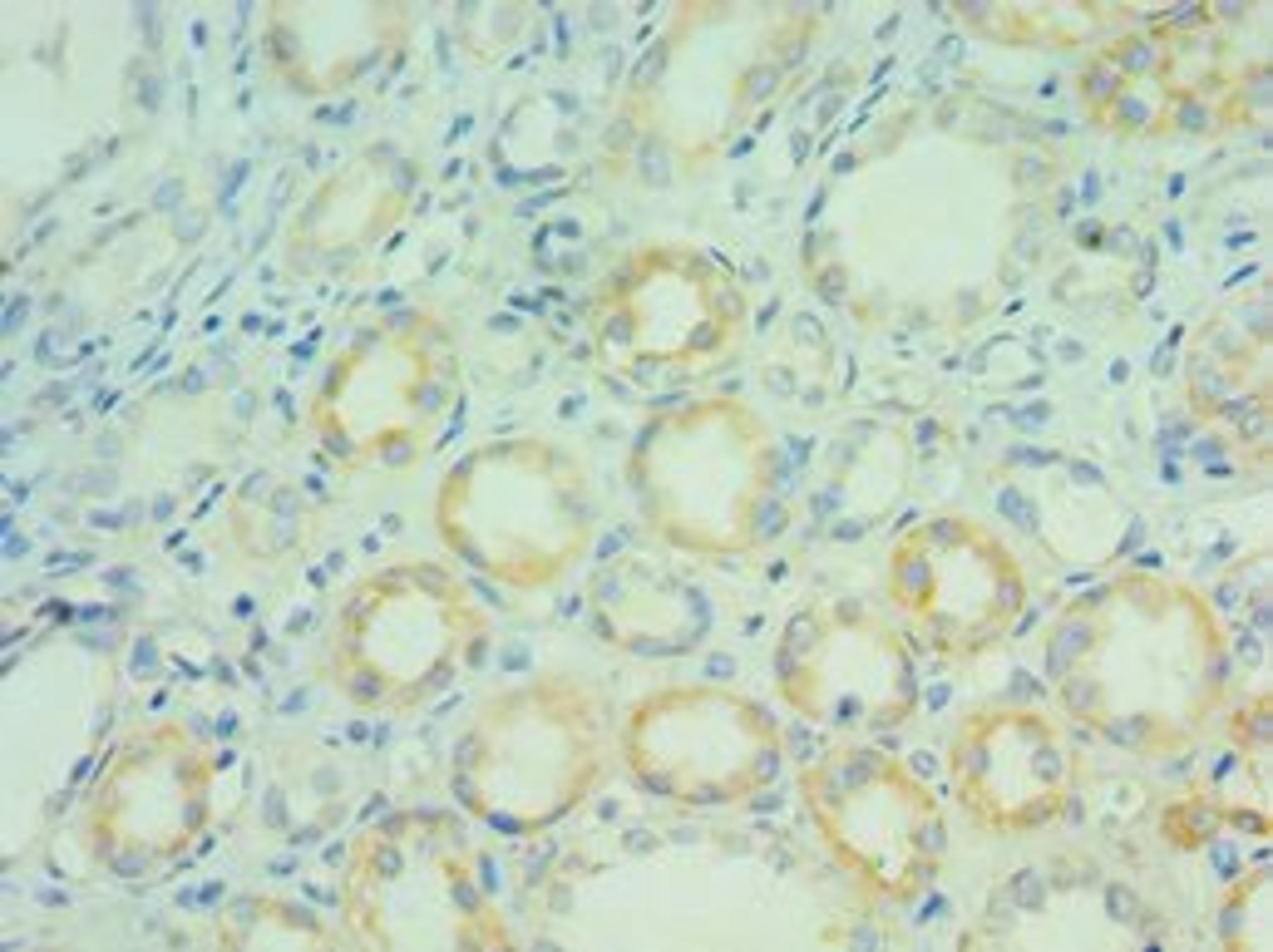 Immunohistochemical staining of human kidney using BCL7C antibody