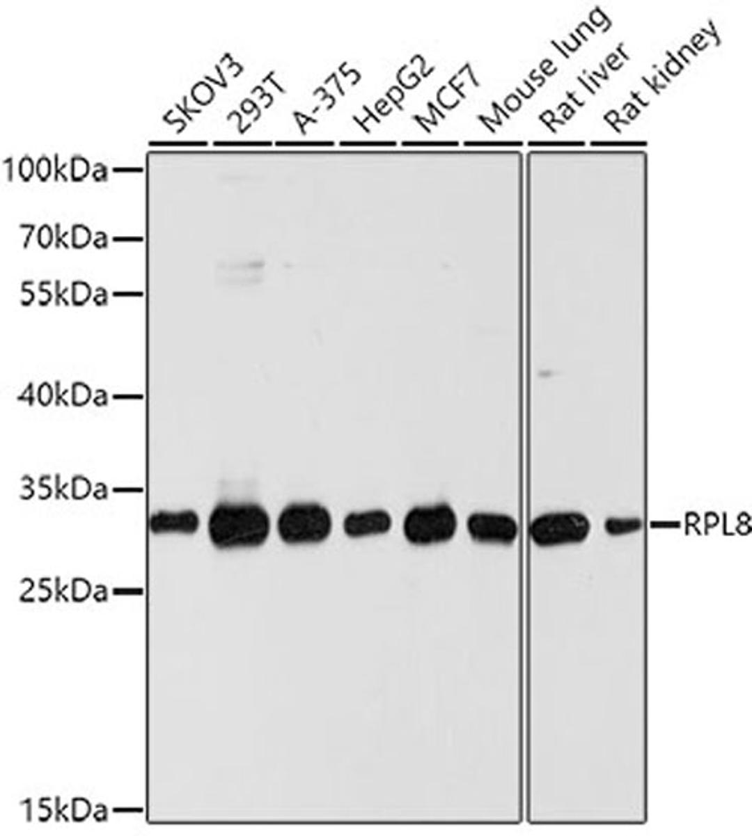 Western blot - RPL8 antibody (A10042)