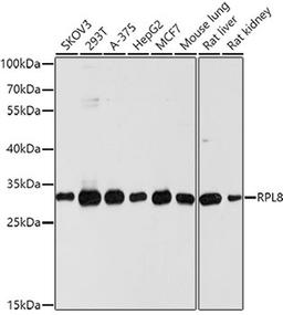 Western blot - RPL8 antibody (A10042)