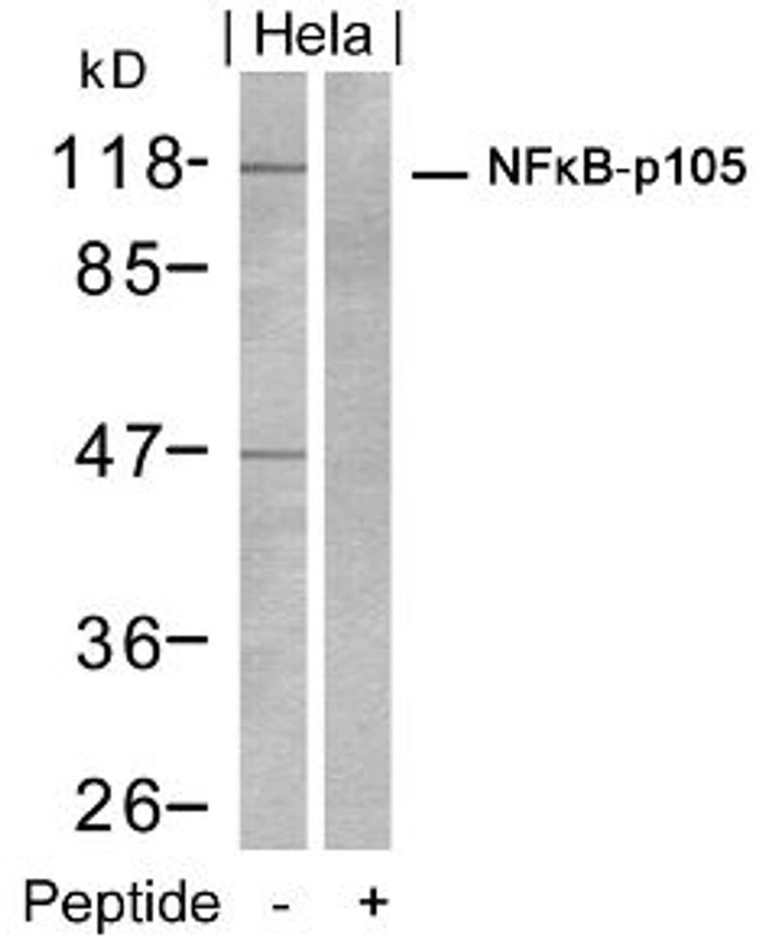 Western blot analysis of lysed extracts from HeLa cells using NFκB-p105/p50 (Ab-932).