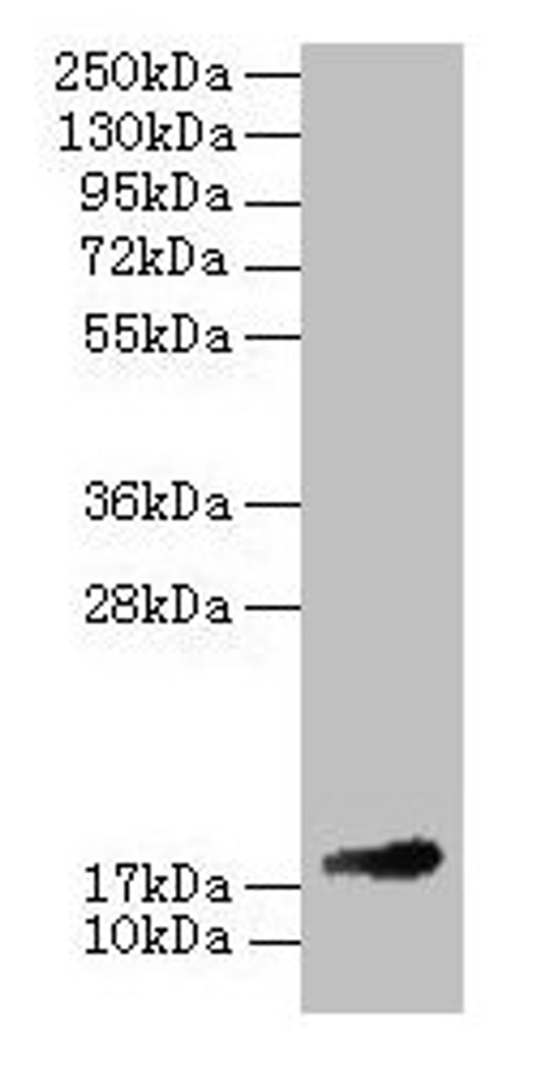 Western blot. All lanes: Fgf1 antibody at 2µg/ml + 293T whole cell lysate. Secondary. Goat polyclonal to rabbit IgG at 1/10000 dilution. Predicted band size: 18 kDa. Observed band size: 18 kDa