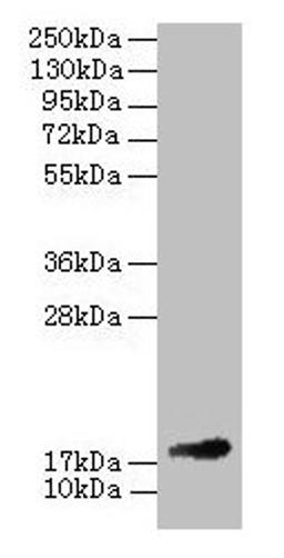 Western blot. All lanes: Fgf1 antibody at 2µg/ml + 293T whole cell lysate. Secondary. Goat polyclonal to rabbit IgG at 1/10000 dilution. Predicted band size: 18 kDa. Observed band size: 18 kDa