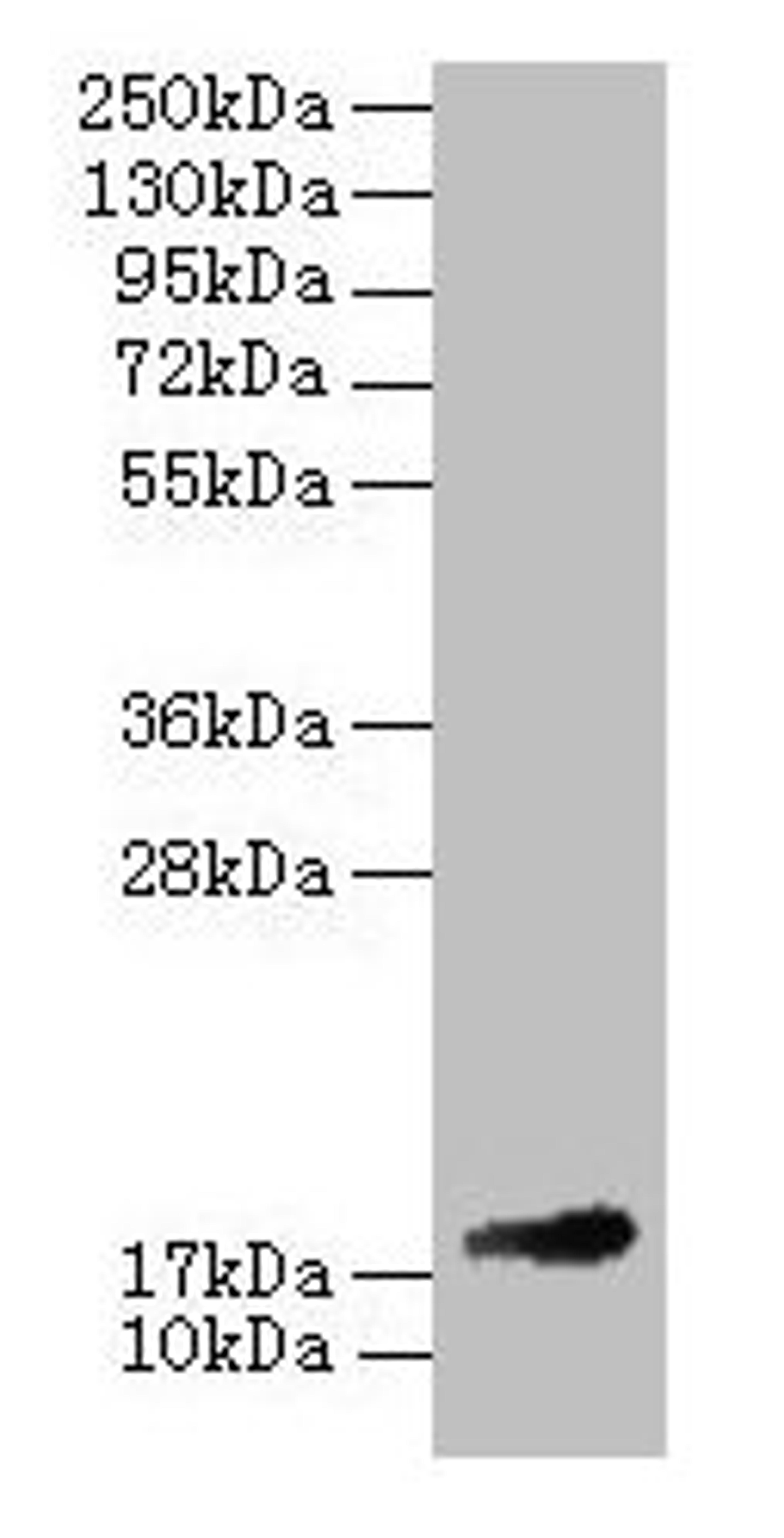 Western blot. All lanes: Fgf1 antibody at 2µg/ml + 293T whole cell lysate. Secondary. Goat polyclonal to rabbit IgG at 1/10000 dilution. Predicted band size: 18 kDa. Observed band size: 18 kDa