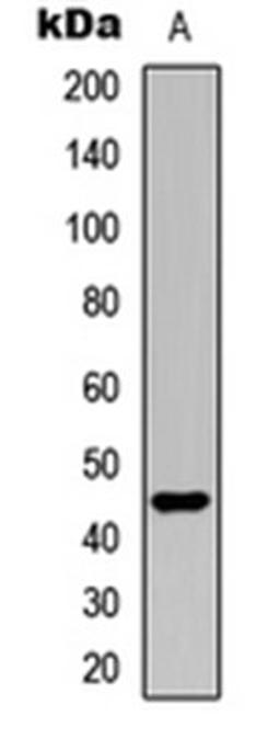 Western blot analysis of HEK293T (Lane 1) whole cell lysates using UBA5 antibody