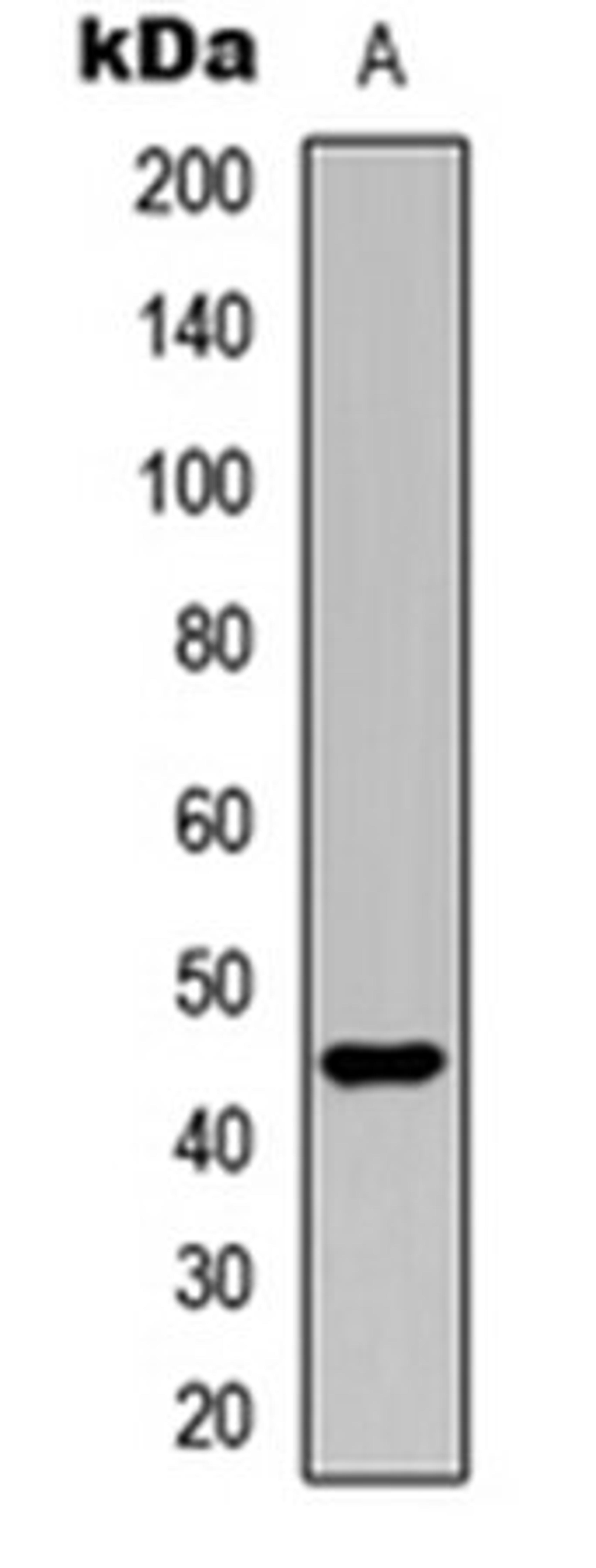 Western blot analysis of HEK293T (Lane 1) whole cell lysates using UBA5 antibody