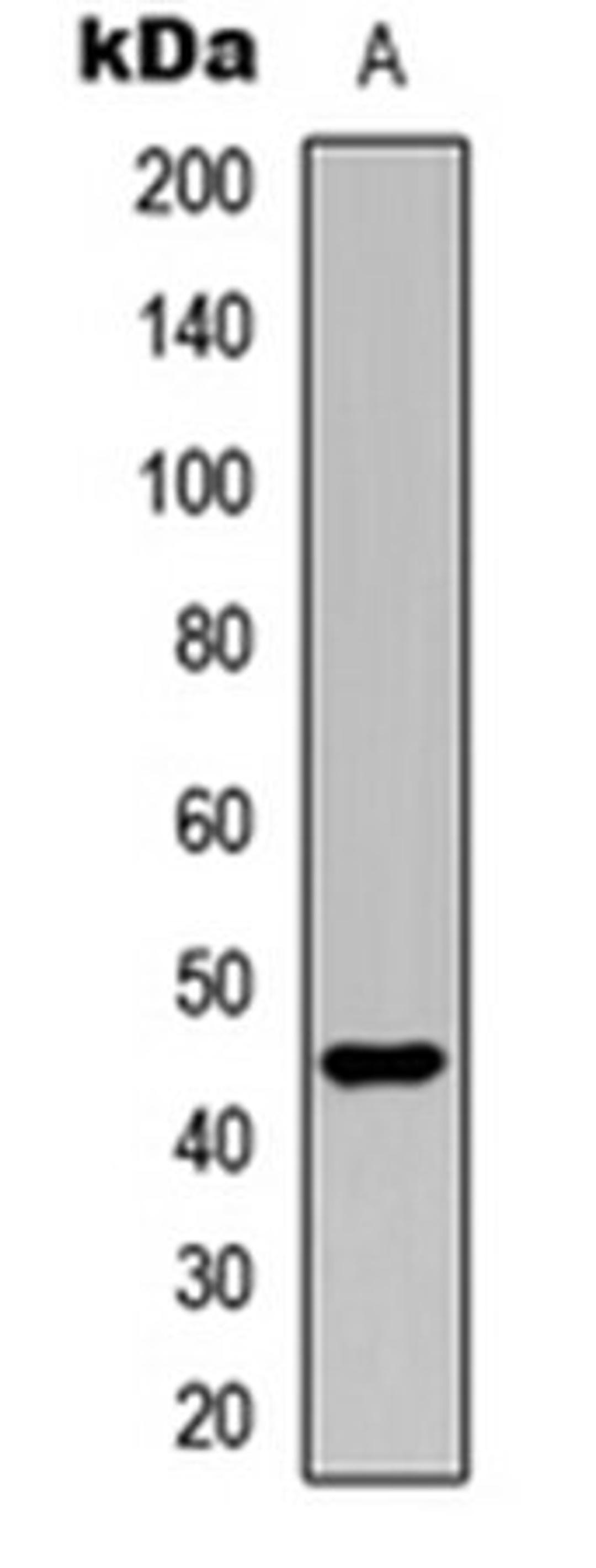 Western blot analysis of HEK293T (Lane 1) whole cell lysates using UBA5 antibody