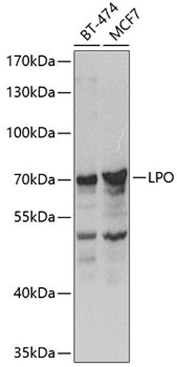 Western blot - LPO antibody (A8053)