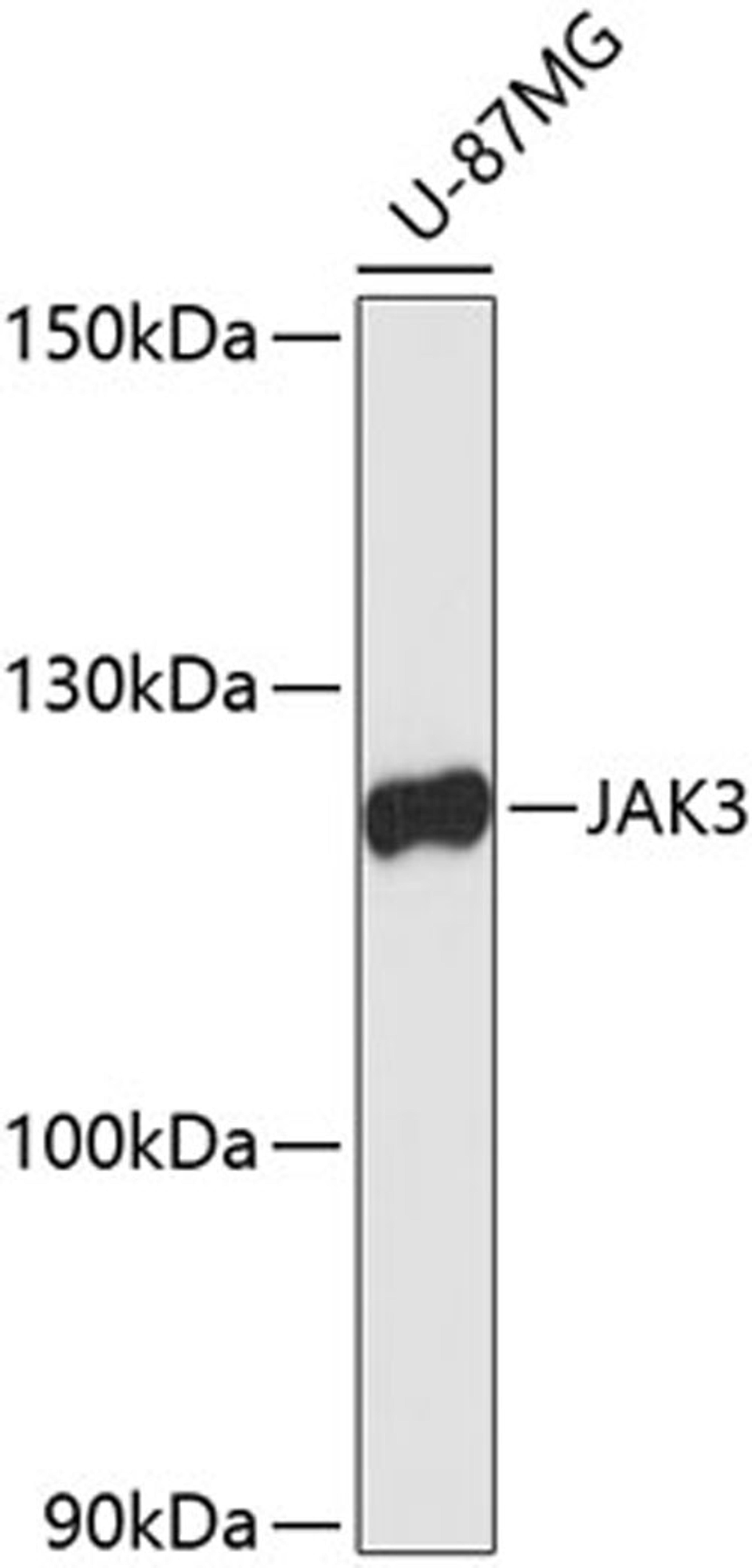 Western blot - JAK3 antibody (A0748)