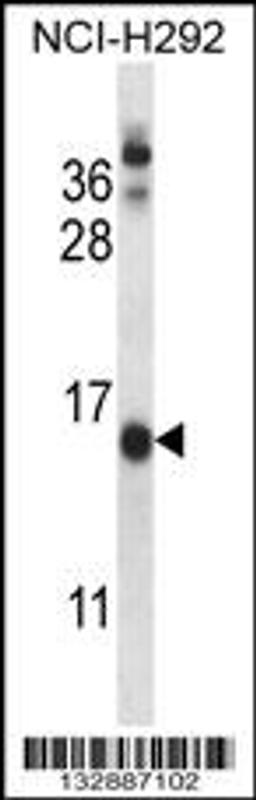 Western blot analysis in NCI-H292 cell line lysates (35ug/lane).