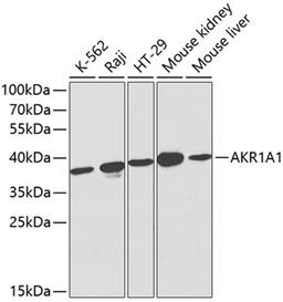 Western blot - AKR1A1 antibody (A1068)