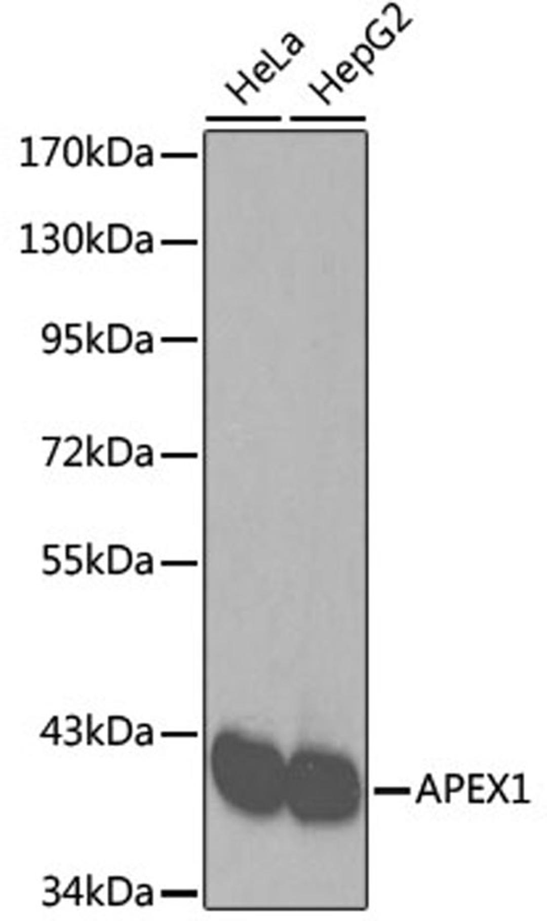 Western blot - APEX1 antibody (A2587)