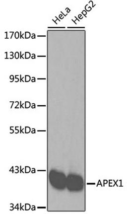 Western blot - APEX1 antibody (A2587)