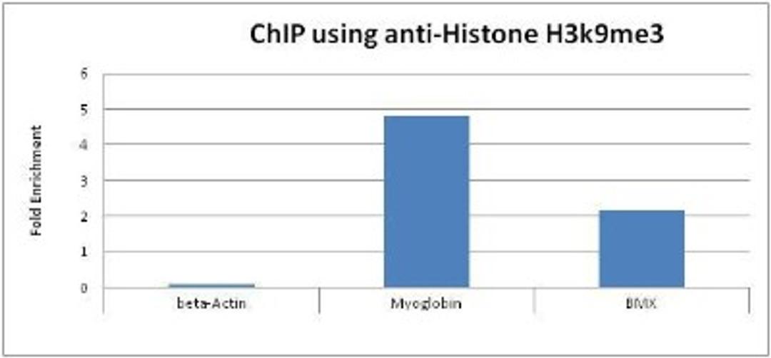 Chromatin Immunoprecipitation: Histone H3 [Trimethyl Lys9] Antibody (6F12-H4) [NBP1-30141] - Used to perform ChIP on Hela cells.