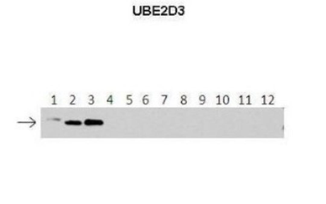 Western Blot: UbcH5c/UBE2D3 Antibody [NBP1-55276] - Lanes: 1 : 40 ng HIS-UBE2D1 protein2: 40 ng HIS-UBE2D2 protein3: 40 ng HIS-UBE2D3 protein4: 40 ng HIS-UBE2D4 protein5: 40 ng HIS-UBE2E1 protein6: 40 ng HIS-UBE2E2 protein7: 40 ng HIS-UBE2E3 protein8: 40 ng HIS-UBE2K protein9: 40 ng HIS-UBE2L3 protein10: 40 ng HIS-UBE2N protein11 : 40 ng HIS-UBE2V1 protein12: 40 ng HIS-UBE2V2 protein. Primary Antibody Dilution: 1 : 500 Secondary Antibody: Anti-rabbit-HRP Secondary Antibody Dilution: 1 : 50,000.