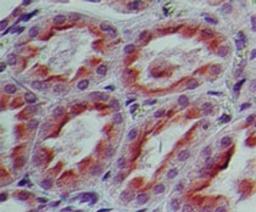 Immunohistochemistry-Paraffin: TNFAIP2 Antibody [NBP2-27085] - Analysis of human kidney probed with TNFAIP2 antibody at 5 ug/ml.