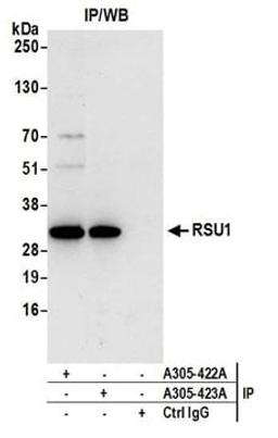 Detection of human RSU1 by western blot of immunoprecipitates.