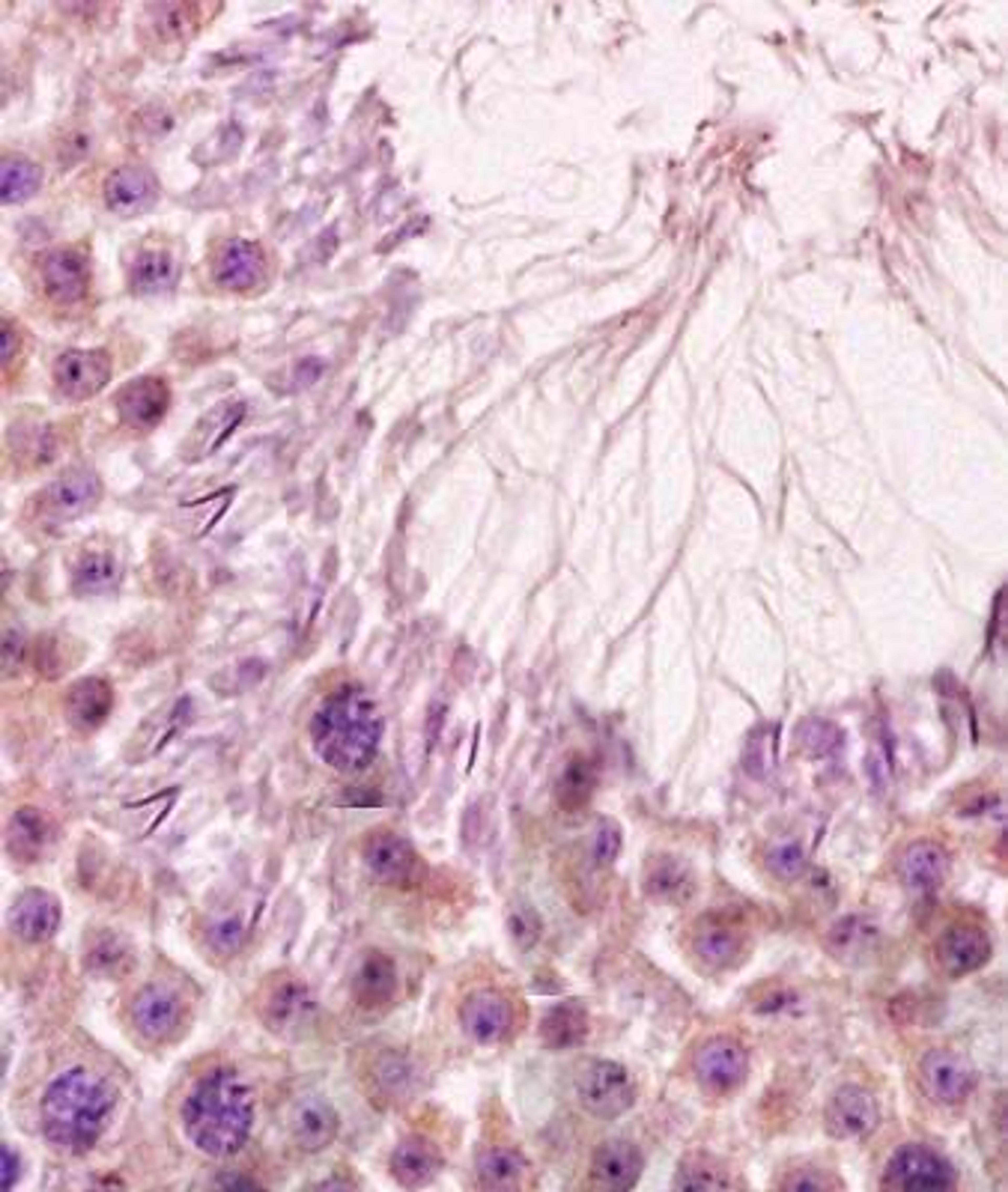 Immunohistochemical analysis of formalin fixed and paraffin embedded rat testis tissue using ALF antibody