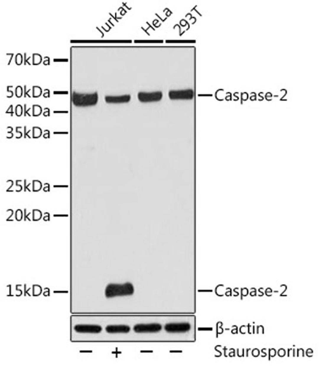 Western blot - Caspase-2 pAb (A4888)