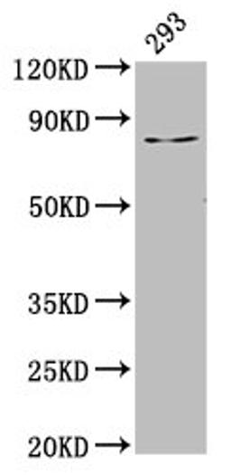 Western Blot. Positive WB detected in: 293 whole cell lysate. All lanes: LAS1L antibody at 3.5µg/ml. Secondary. Goat polyclonal to rabbit IgG at 1/50000 dilution. Predicted band size: 84, 82, 77, 34 kDa. Observed band size: 84 kDa