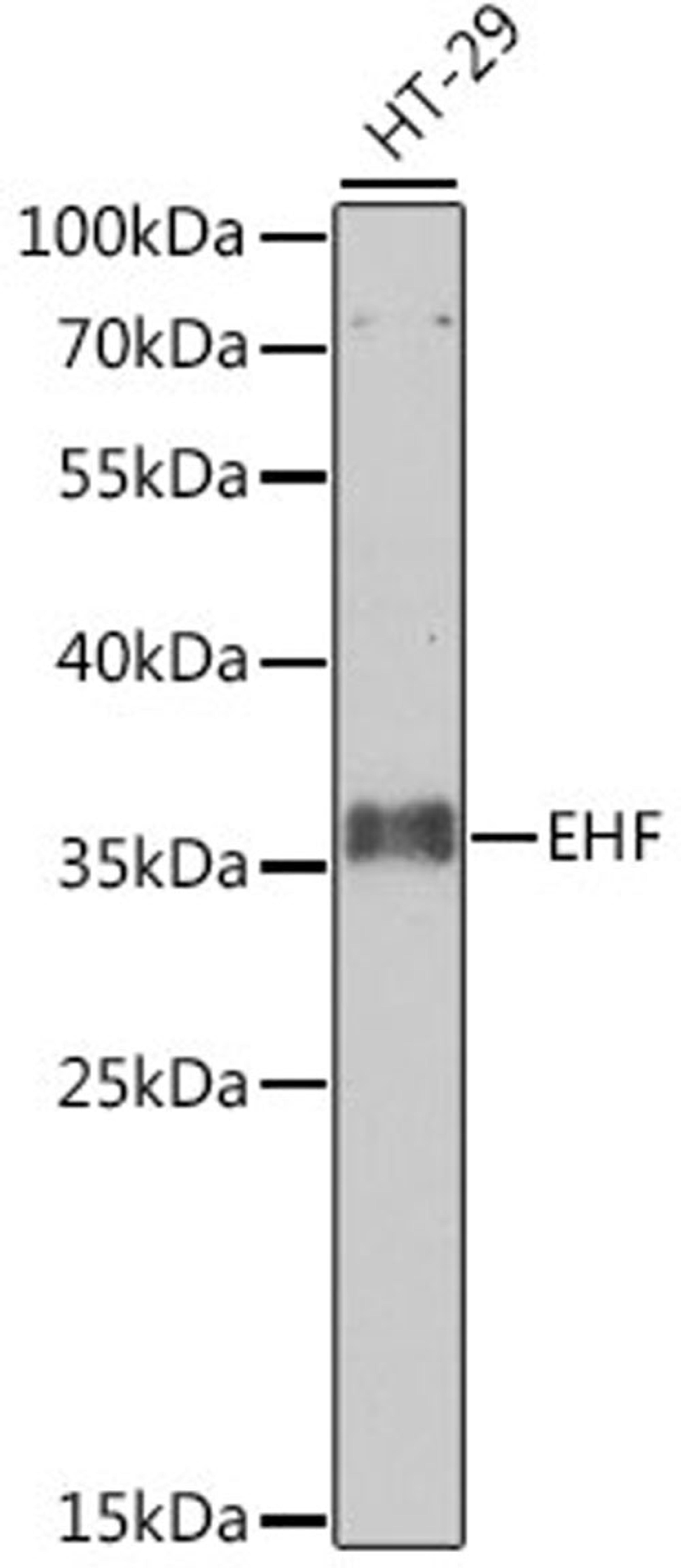 Western blot - EHF antibody (A7795)