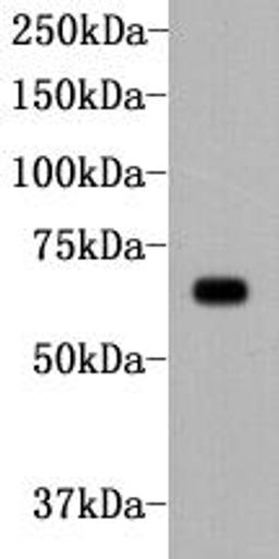 Western Blot analysis of Hela using Alkaline Phosphatase monoclonal antibody