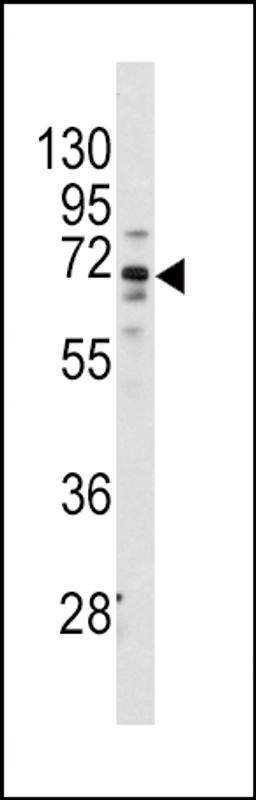 Western blot analysis of anti-FZD1 Antibody in Hela cell line lysates (35ug/lane)