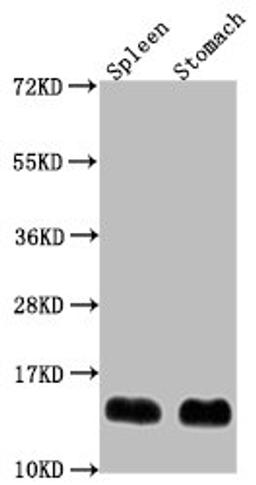 Western Blot. Positive WB detected in: Mouse spleen tissue, Mouse stomach tissue. All lanes: B2m antibody at 1:2000. Secondary. Goat polyclonal to rabbit IgG at 1/50000 dilution. Predicted band size: 14 kDa. Observed band size: 14 kDa. 
