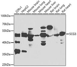 Western blot - SCG3 antibody (A7799)